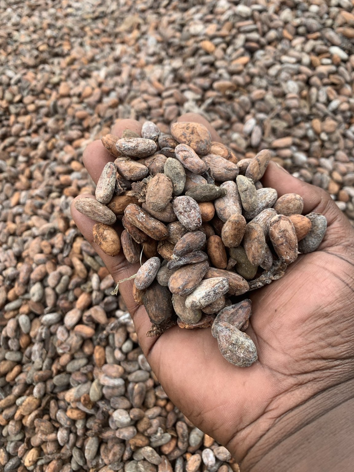 Cocoa beans photographed by Elgon Roast Coffee