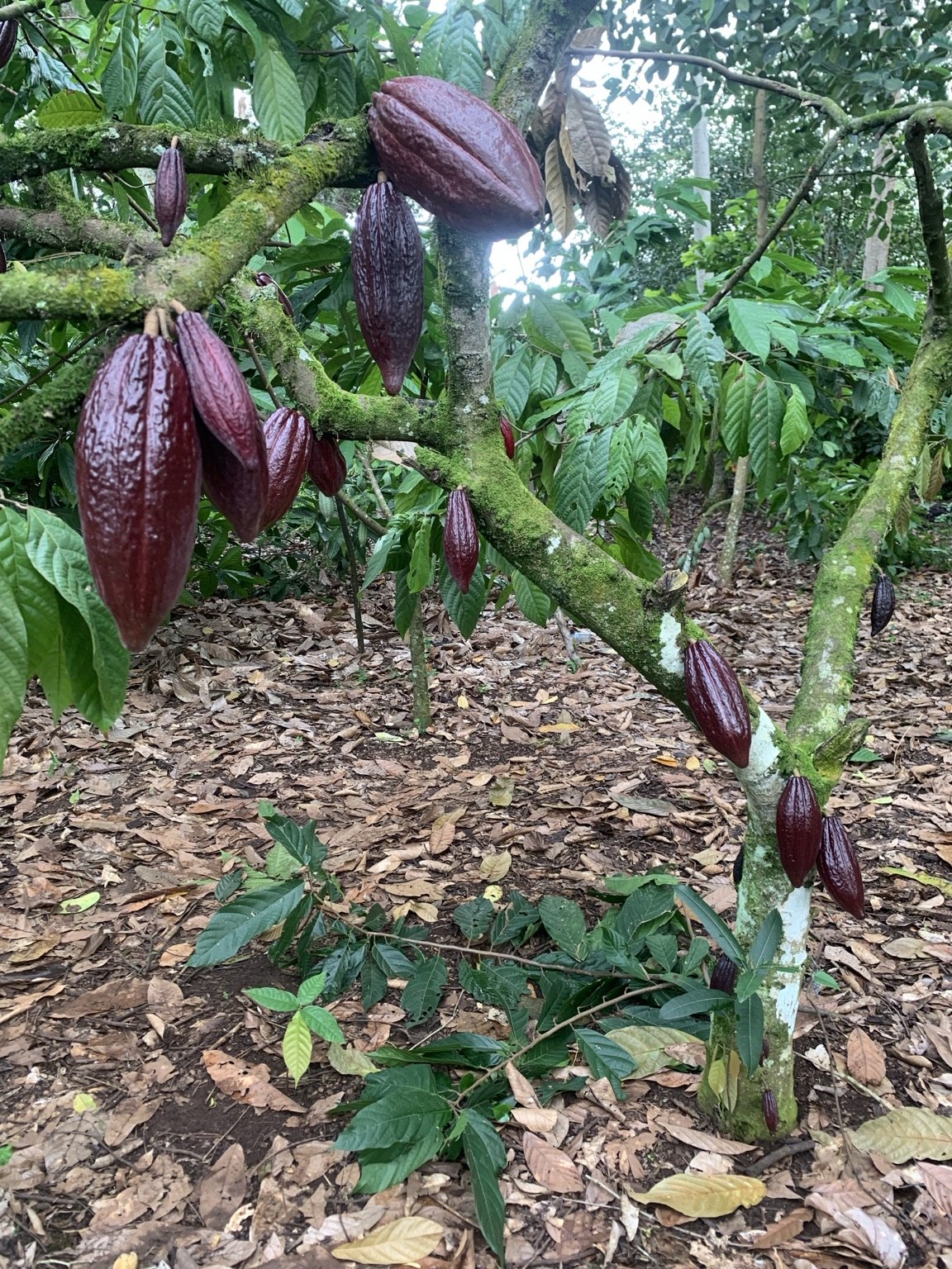 Cocoa pods growing on a tree