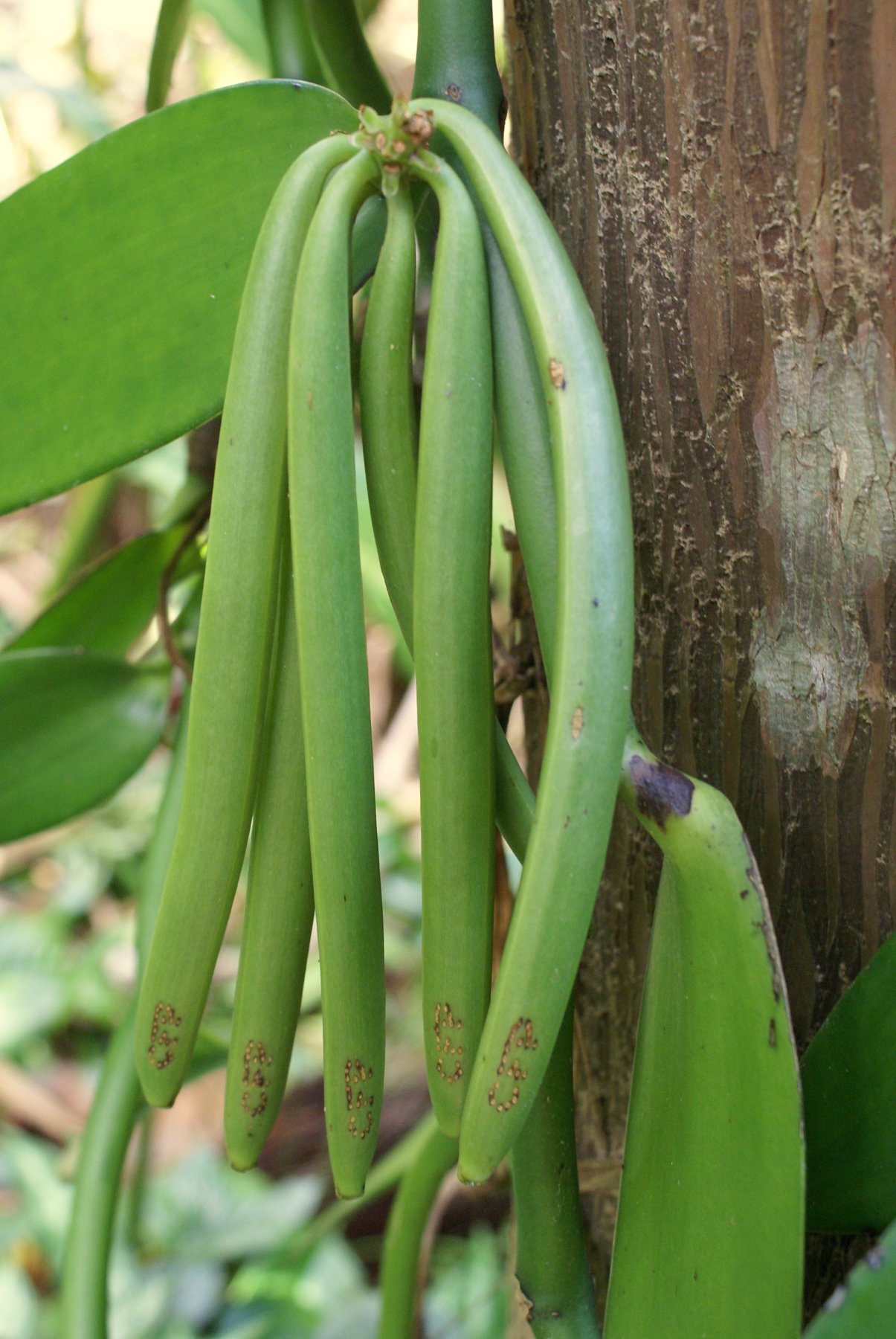Green vanilla pods growing on a vanilla plant